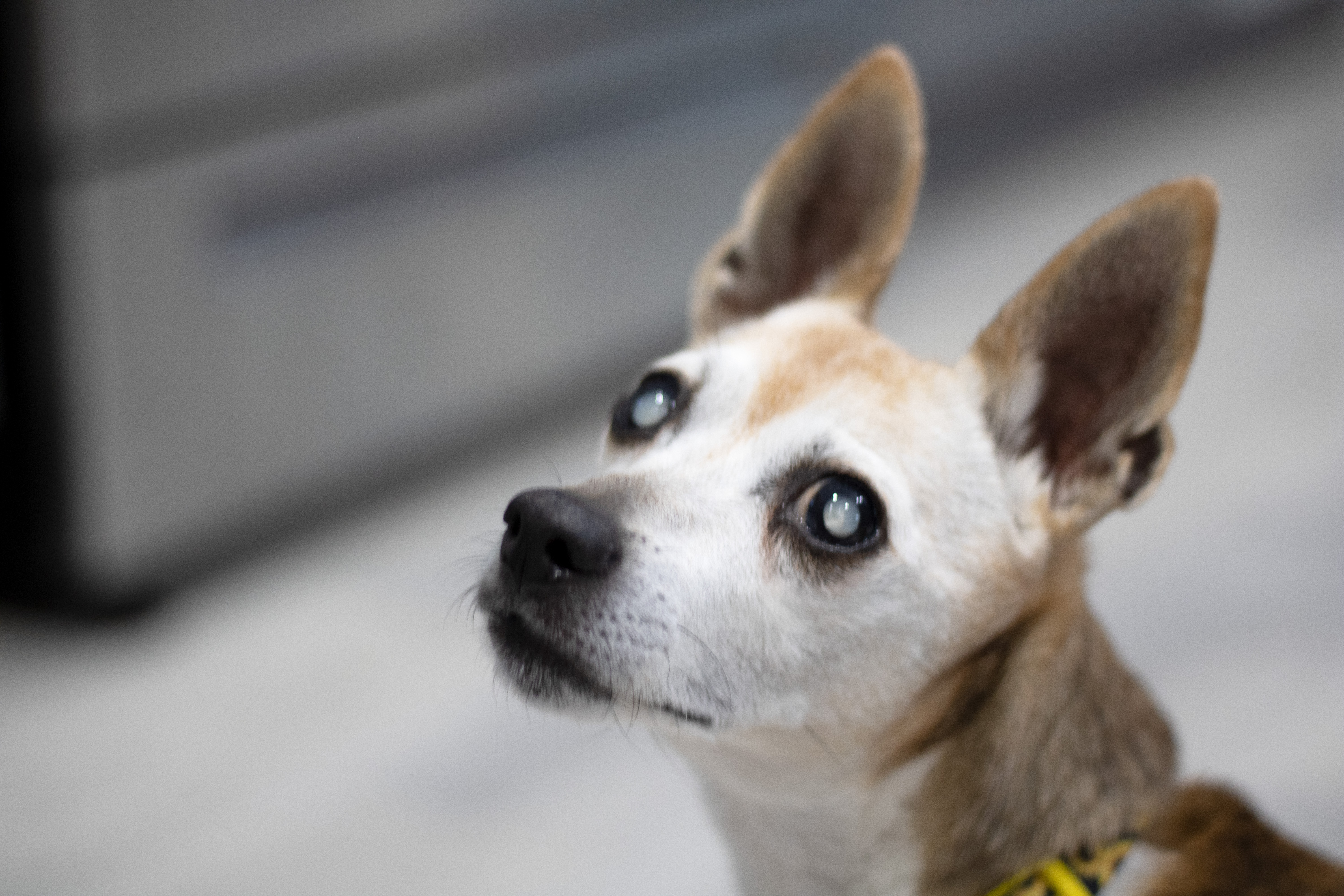 picture of cameron farino